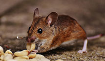 24 Hour & Emergency Exterminators in Yosemite Ntpk, CA